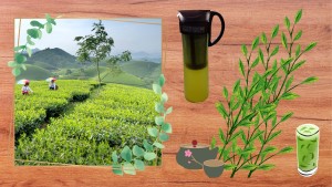 暑い夏のテレワークにおすすめ！【HARIO水出し珈琲ポット】で作る、おいしい緑茶（冷茶）